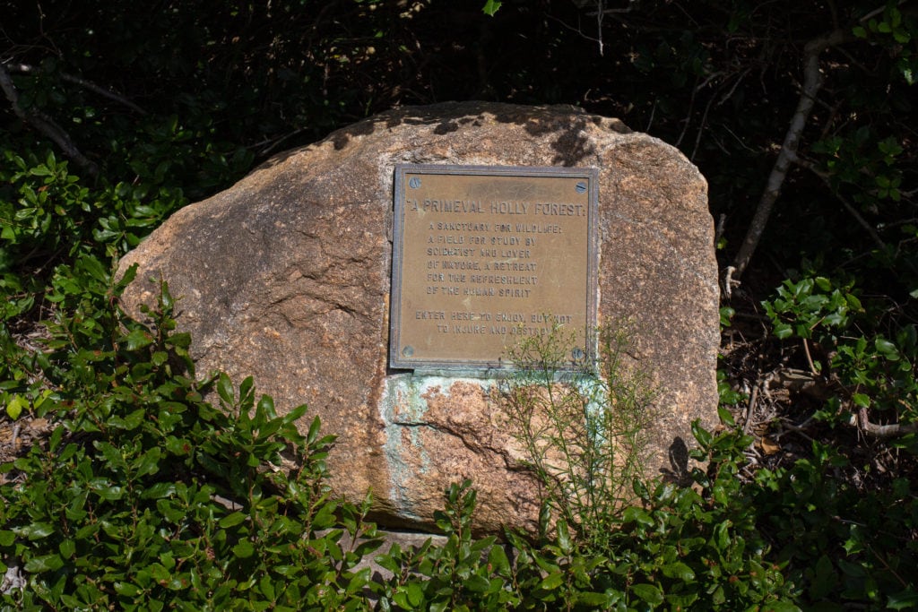 primeval holly forest sign