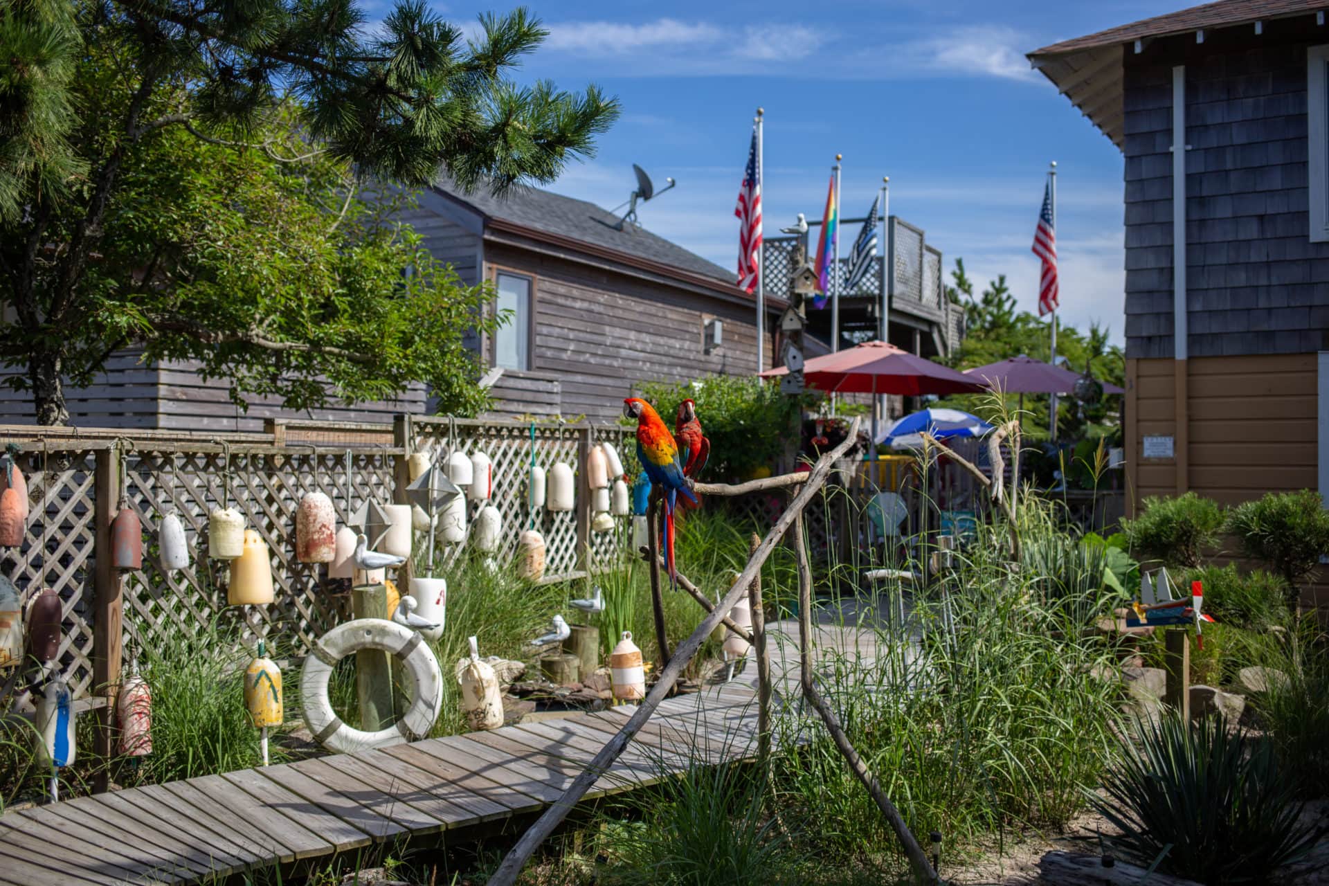 parrots in a yard