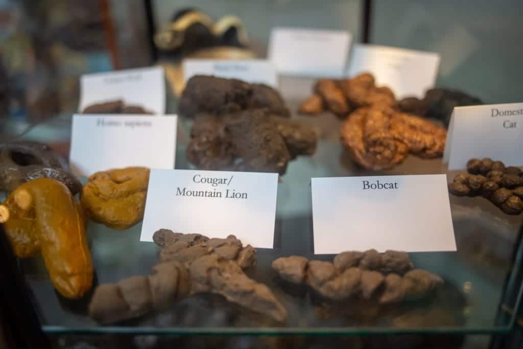 fake poop