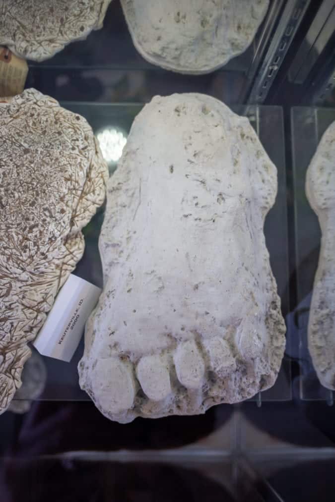 cast of bigfoot tracks