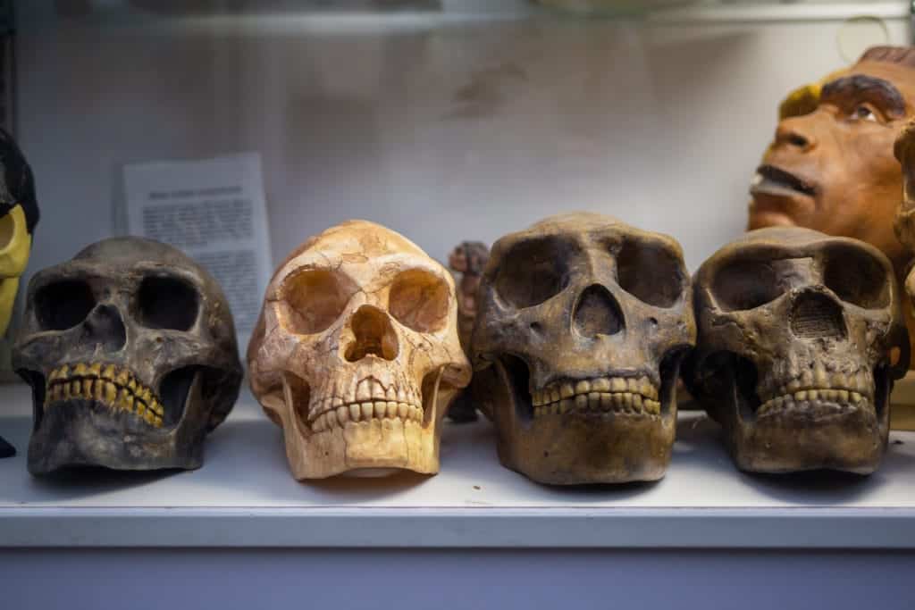 skulls