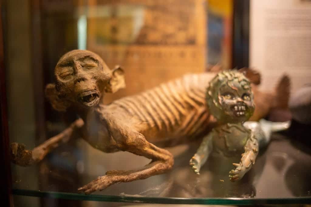 skeleton mermaids