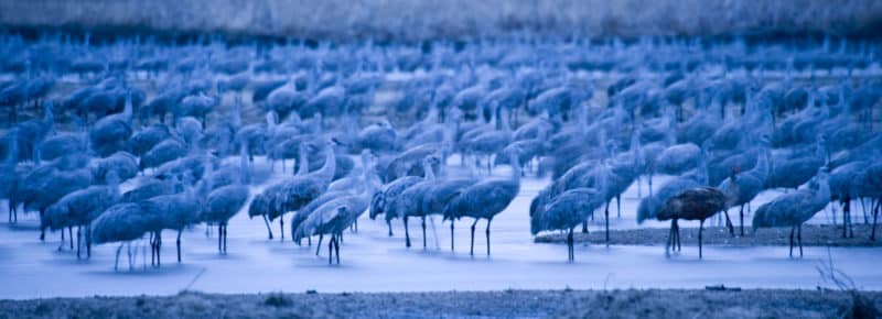 Sandhill cranes in March.