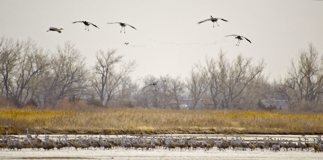 Sandhill cranes at Rowe Sanctuary and surrounding area.