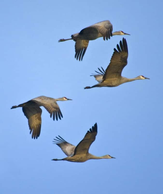 cranes flying