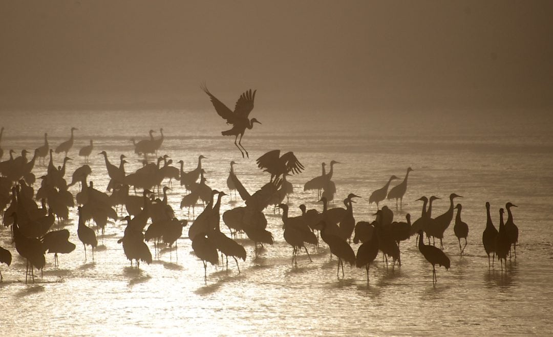 Sandhill cranes.