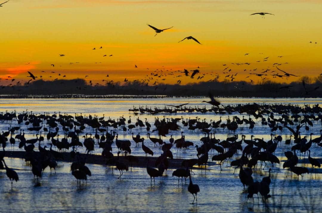 Sandhill cranes on the water.