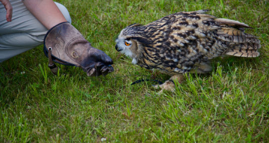 A bird in the hand: Practicing the ancient art of falconry in a Vermont field