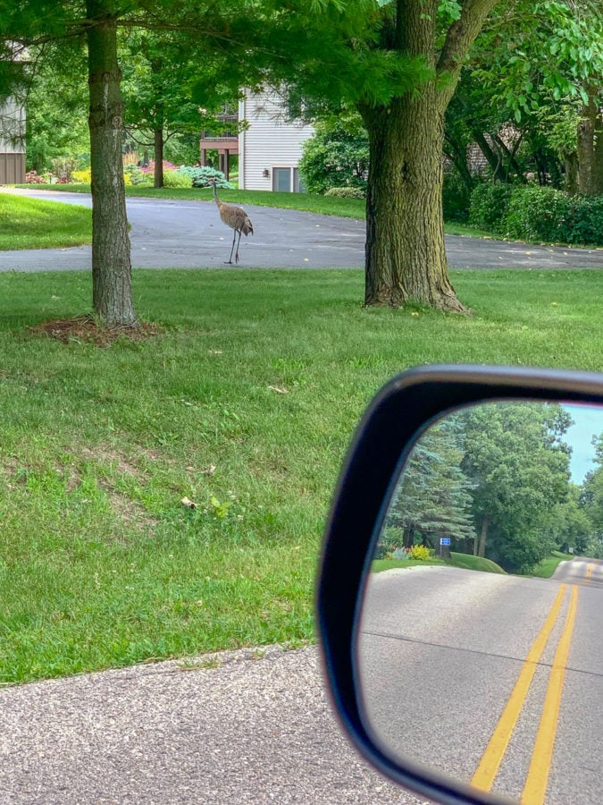 Sandhill Crane crossing the road.