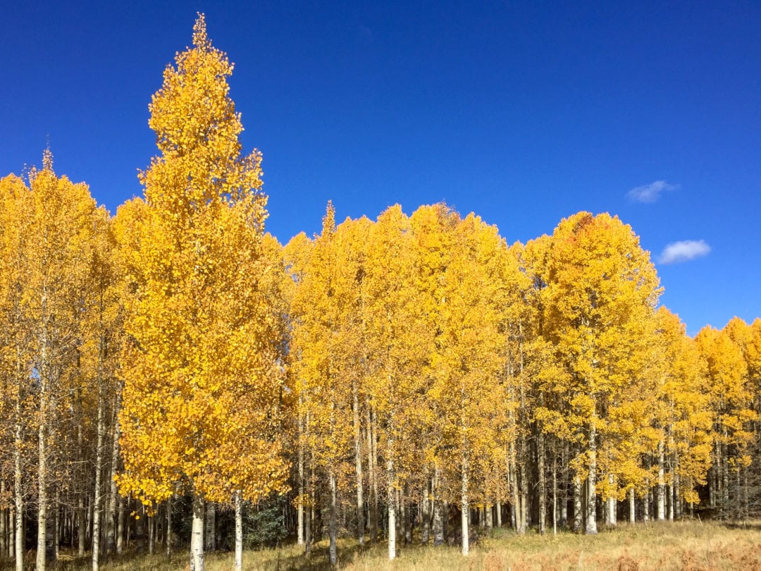 Aspens in Flagstaff wear their autumn colors for a few weeks every year.