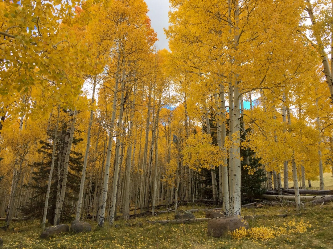 The timing of leaf color change is primarily driven by shortening day length, air temperature, and water availability.