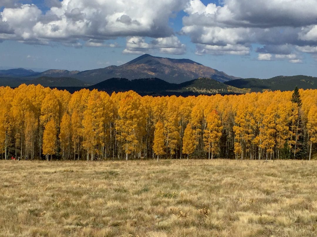 The leaves of Snowball will peak during the first and second week of October.