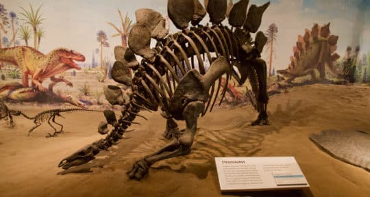 Follow in the footsteps of giants along Canada’s Dinosaur Trail, where roadside kitsch and prehistoric fossils meet