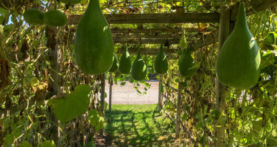 Ithaca is ‘gourd-geous’: Welcome to Gourdlandia, where the world’s most versatile vegetable is transformed into art