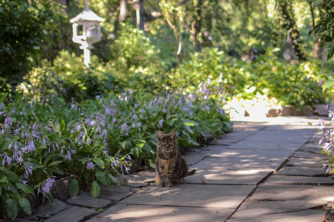 Duckworth Smith has five cats.