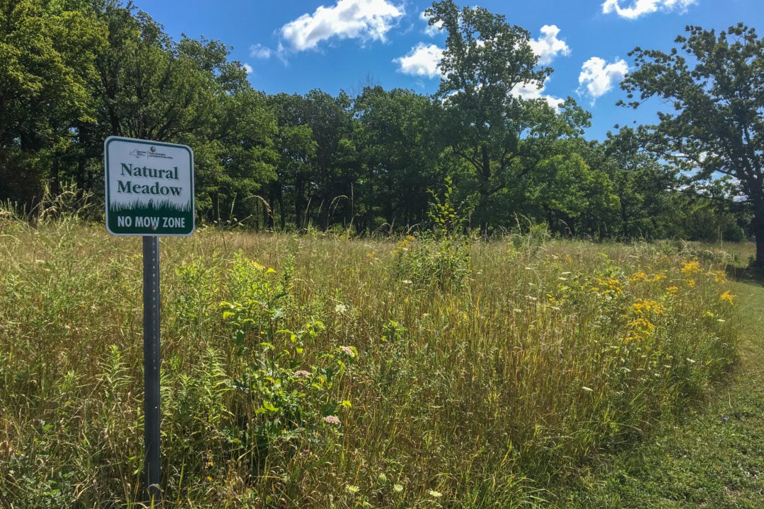 A natural meadow.