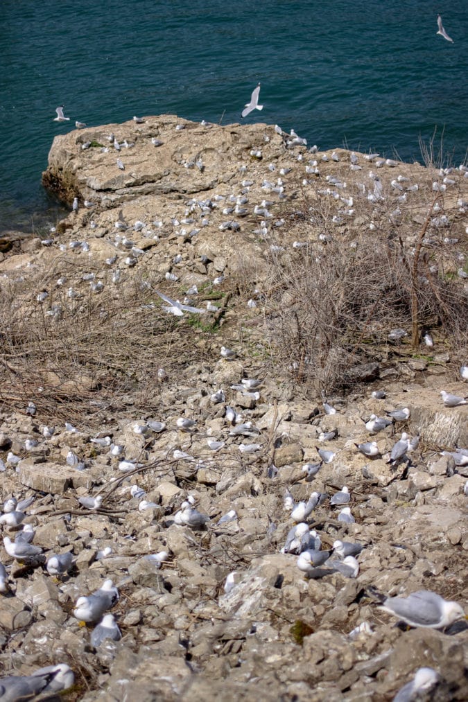 Seagulls on the American side of the falls.