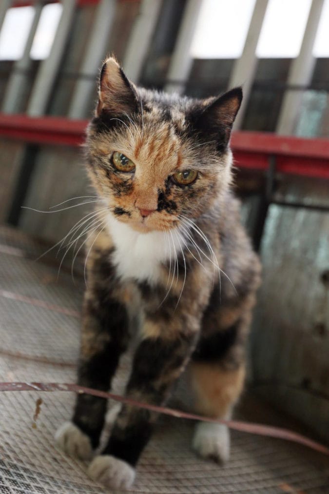 Callie is one of five resident cats at Blenko that keep the factory and warehouse free of rodents.