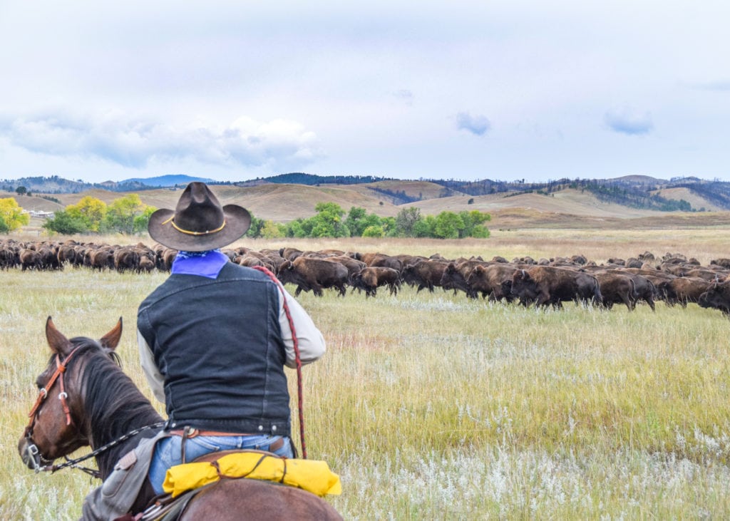 A rider surveys the herd.