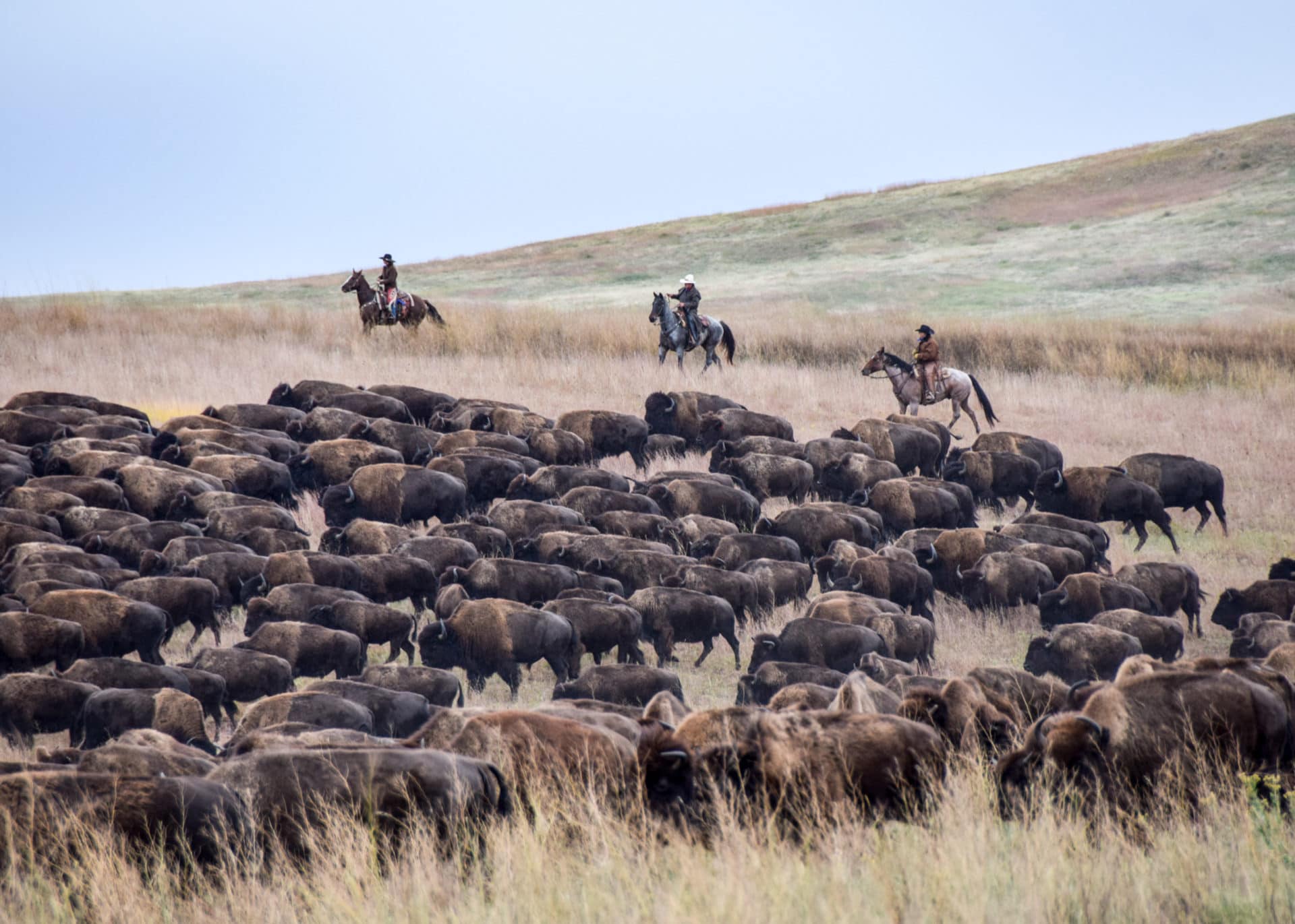 The bison population was once under threat of becoming extinct.