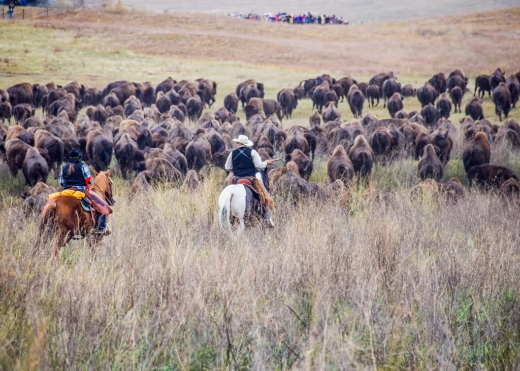 The roundup happens every year in September.
