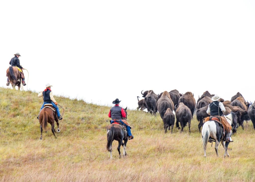 Riders use bullwhips to control the herd.
