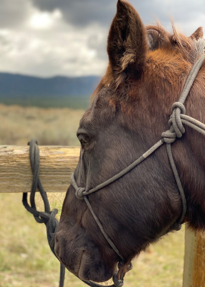 Kodiak the horse.