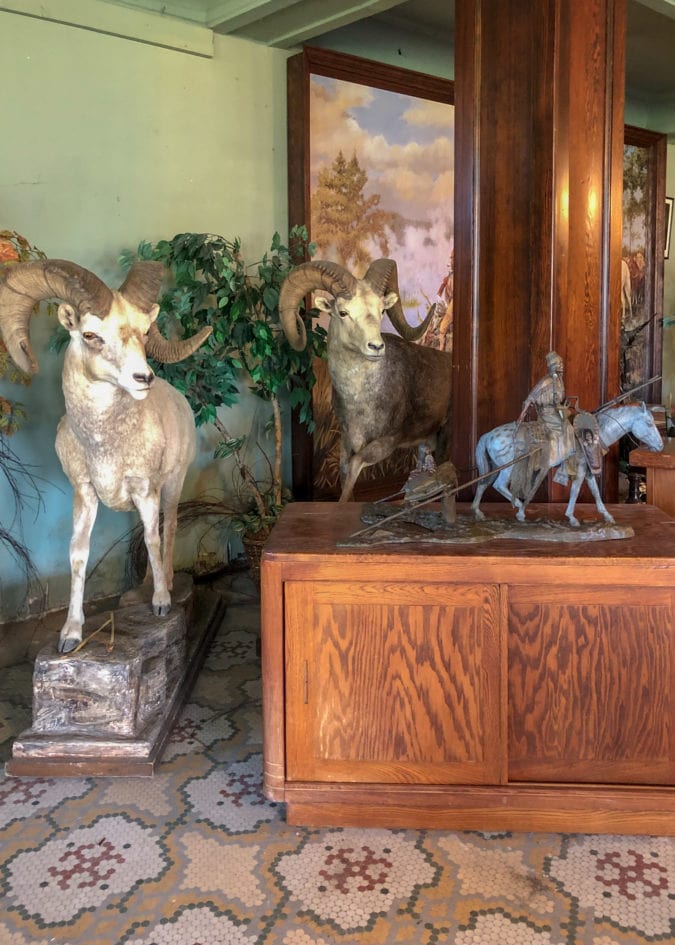 Taxidermy in the hotel.