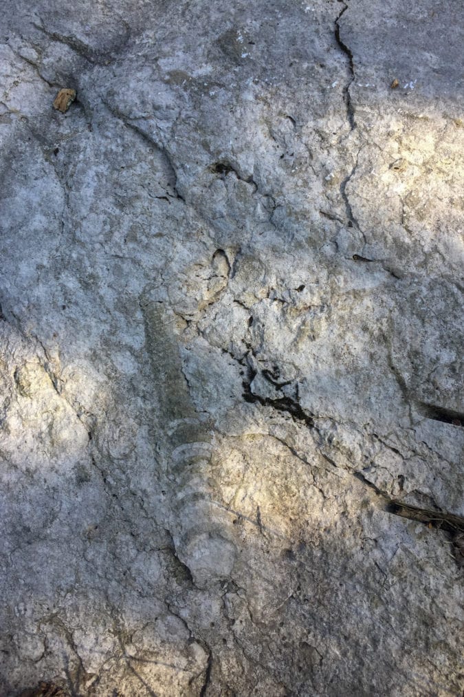 Gastropod fossil.