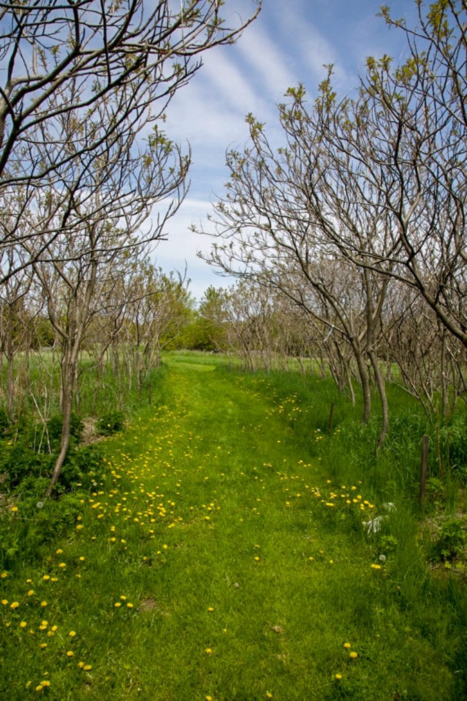 Trail through the trees.