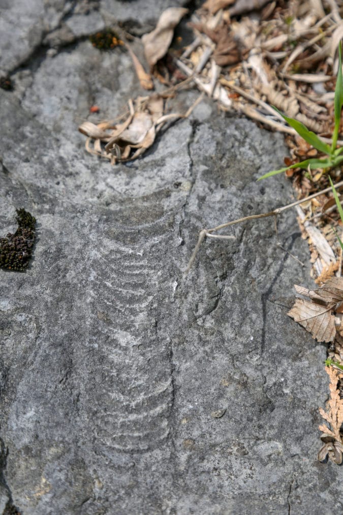 Trilobite fossil.