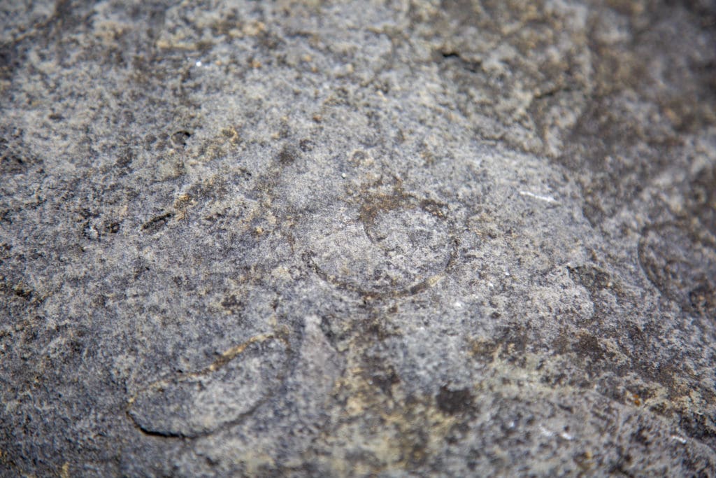Gastropod fossils.