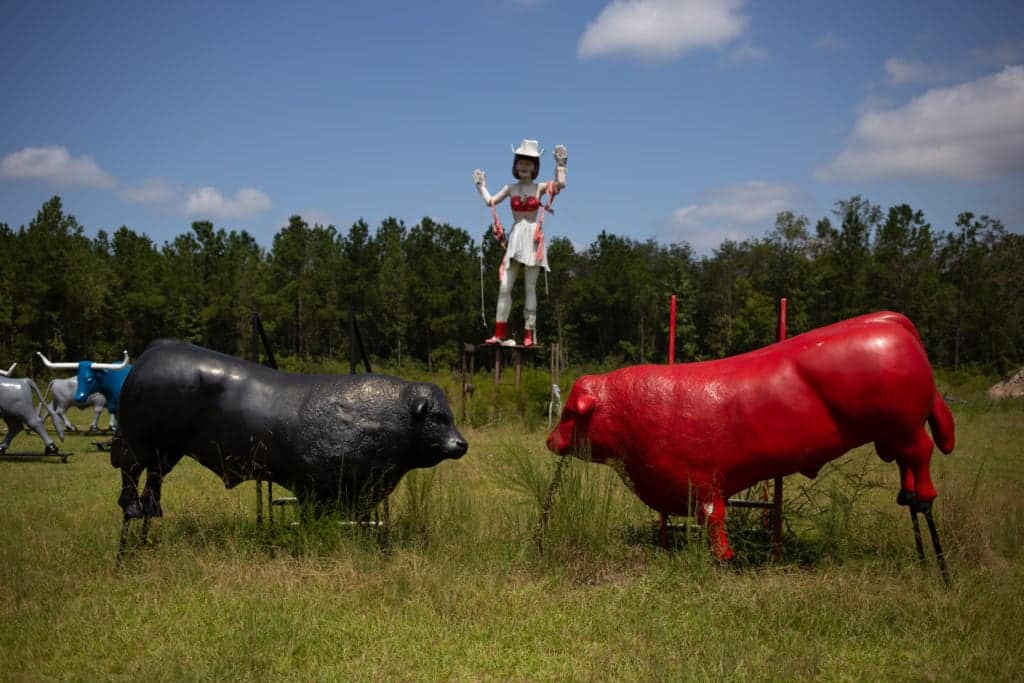 A cowgirl and her cows.