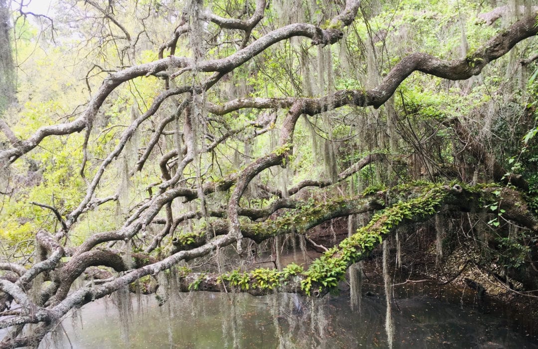 Spanish moss in Bluffton.