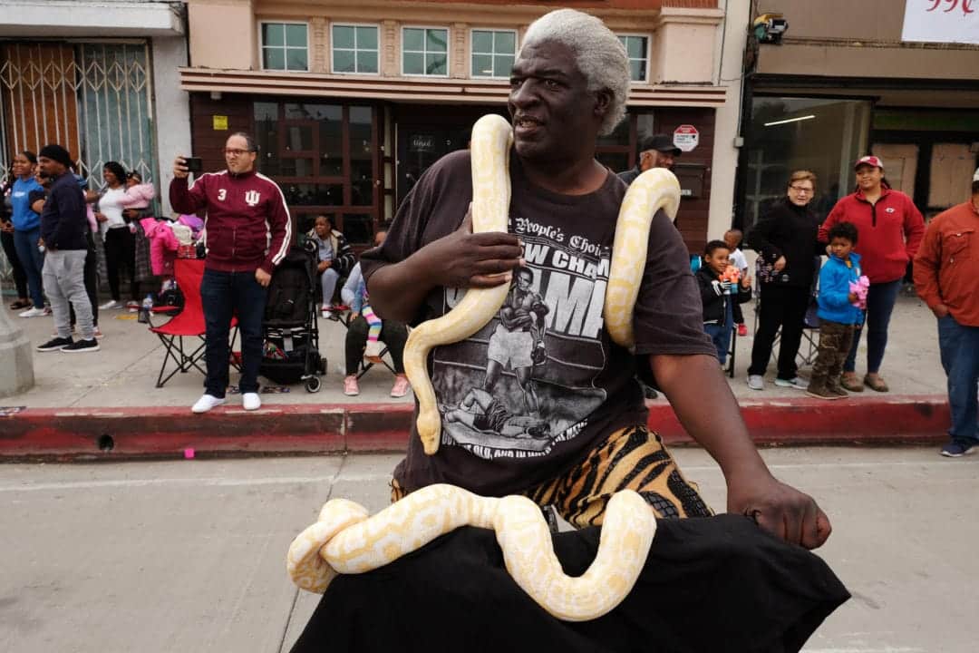 Ron Johnson watches the parade from his bicycle with his albino Burmese pythons, Butterfly and Slick Rick.