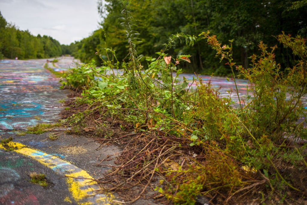 An overgrown section of the road.