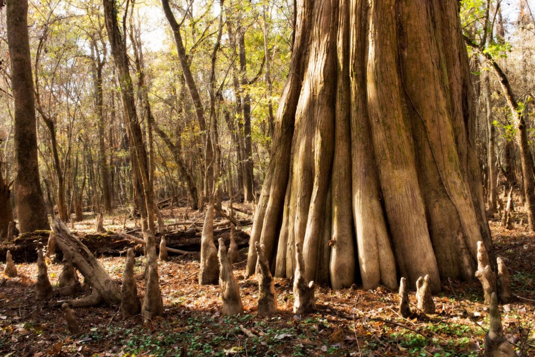 Bald cypress trees in the park – several of which are centuries old – are among the largest there. They are related to the California redwoods.