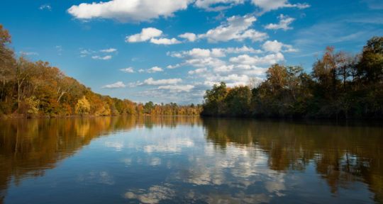 Finding solace in the old-growth forest of Congaree, one of the least-visited national parks in the U.S.