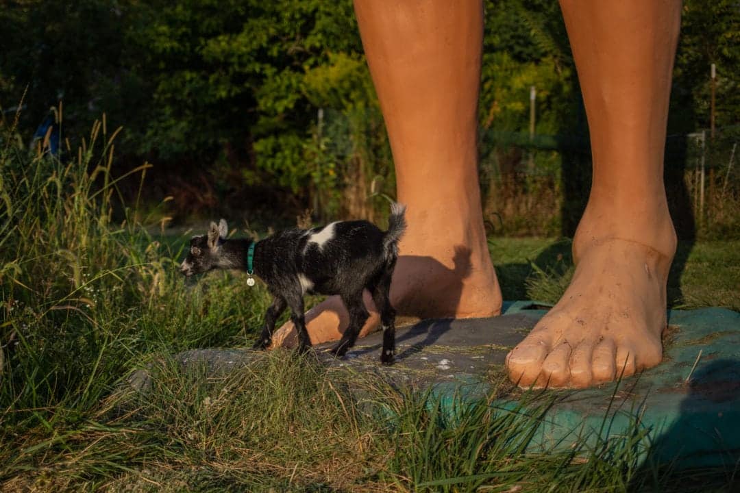 goat next to giant statue feet, farnhams fantasy farm