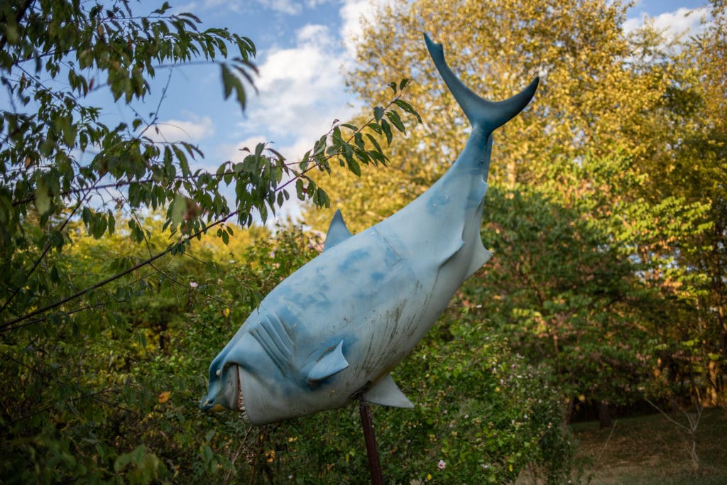 A shark by Farnham's pond.