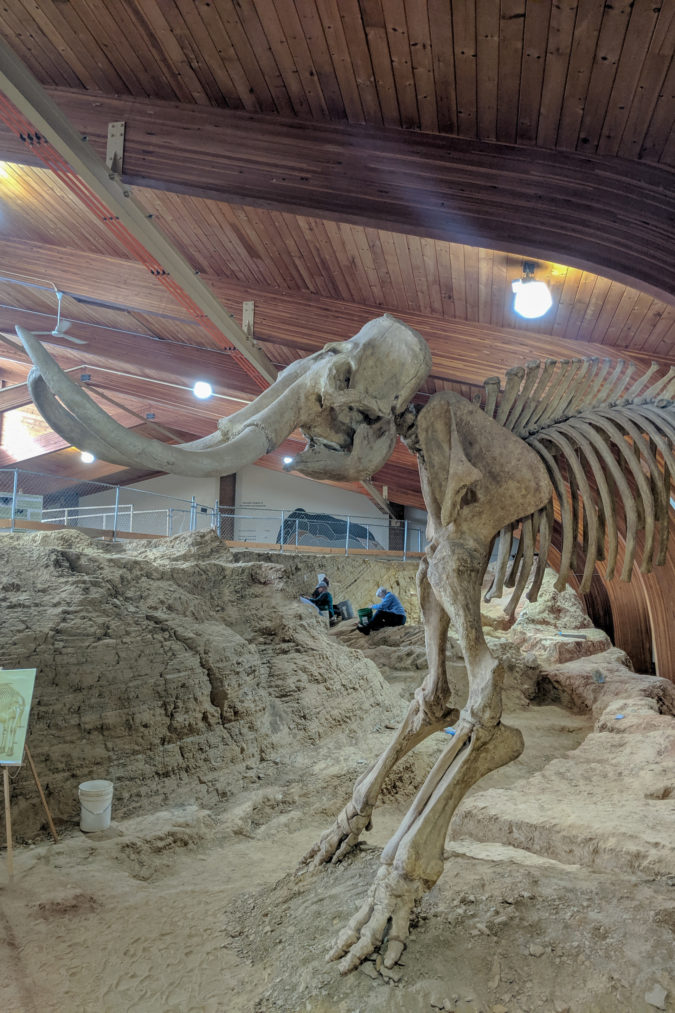 A mounted replica of one of the site's mammoths.