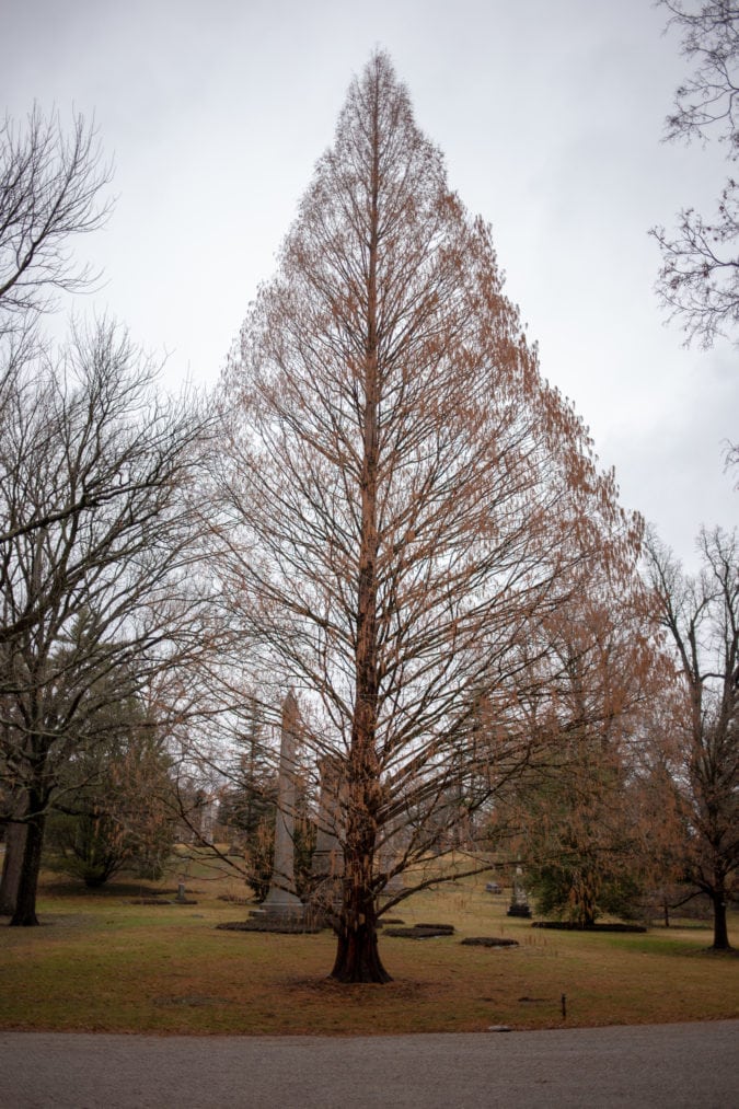 One of the many trees.