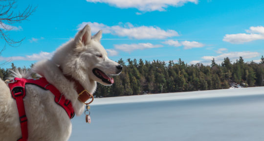 Three dogs and a snowstorm: A dramatic adventure showed me the value of being part of a pack