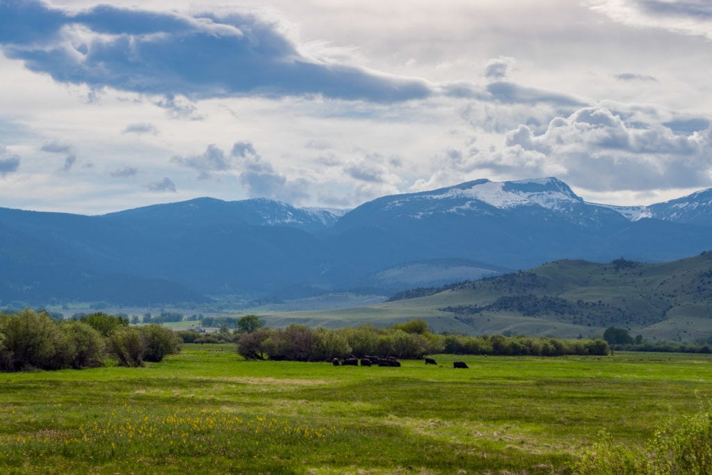 Grazing Cattle in a Field in the Shadow of the Madison Mountains