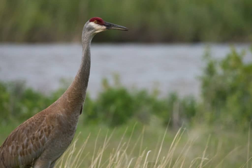 Close Up of the Head and Torso of a Sandhill Crane