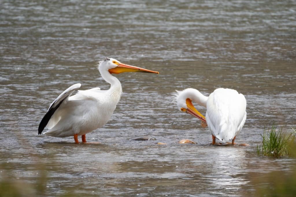 Pelicans Wading in the Madison River