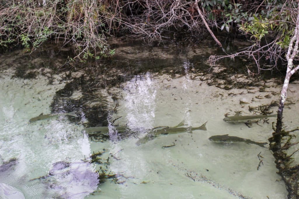 The natural springs flow from the Weeki Wachee River, which winds all the way to the Gulf of Mexico.