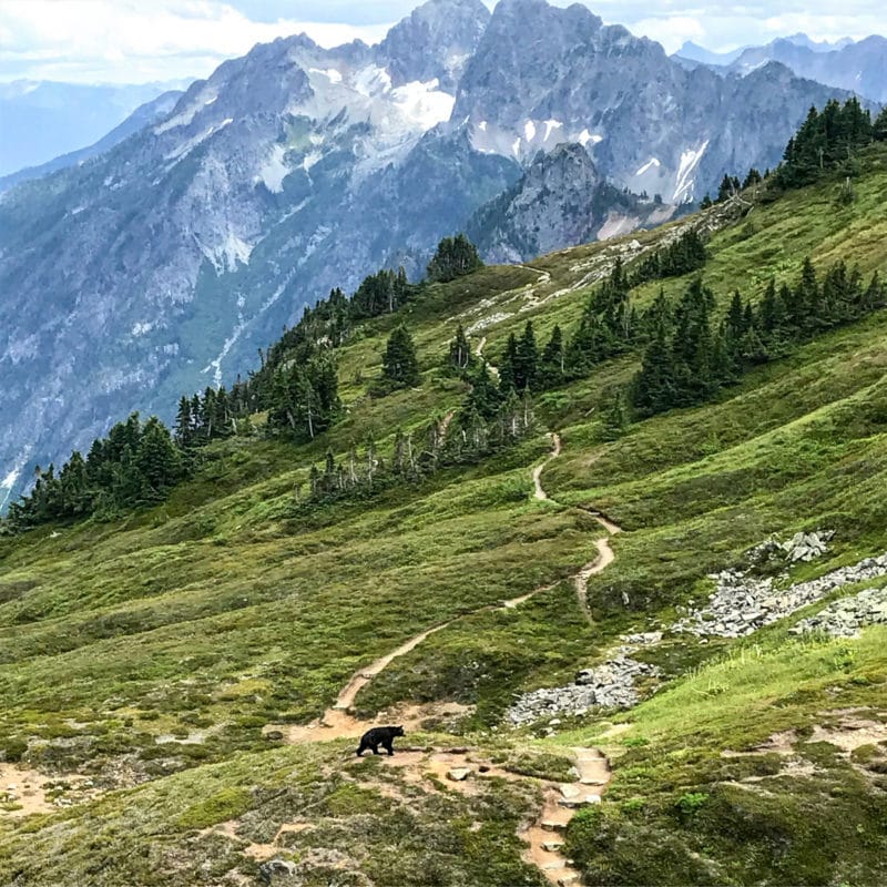 A black bear on the trail