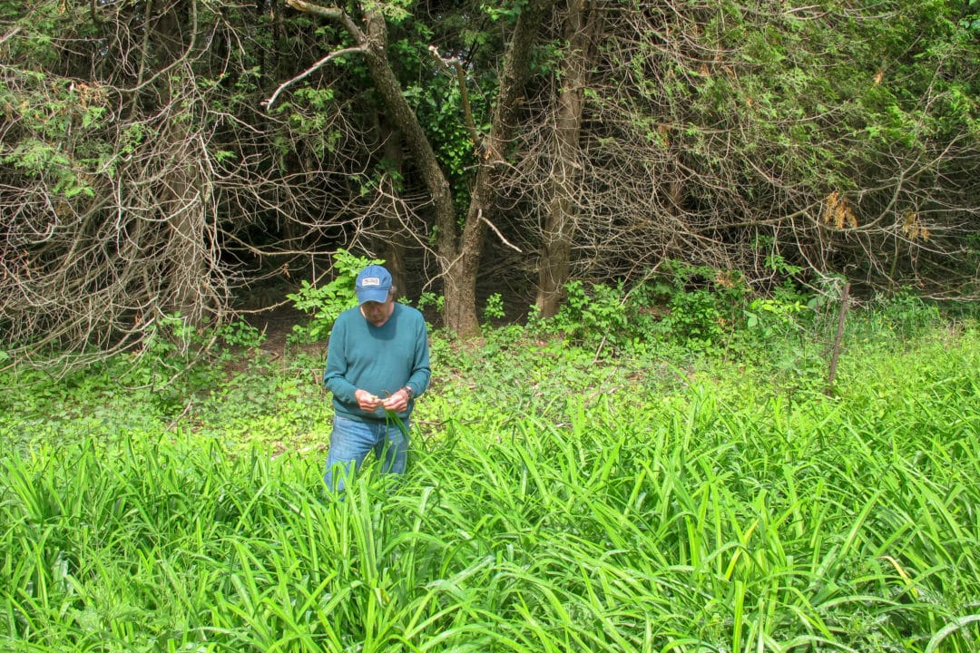 Peter Blush standing in a ditch off the roadside, filled with Ditch Lilies.