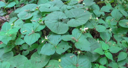 ‘The real show’: Foraging for wild edibles in the shadow of Stratford’s Shakespeare festival
